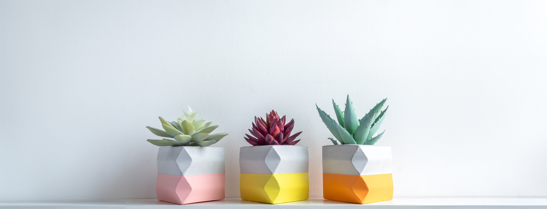 Three succulent pods