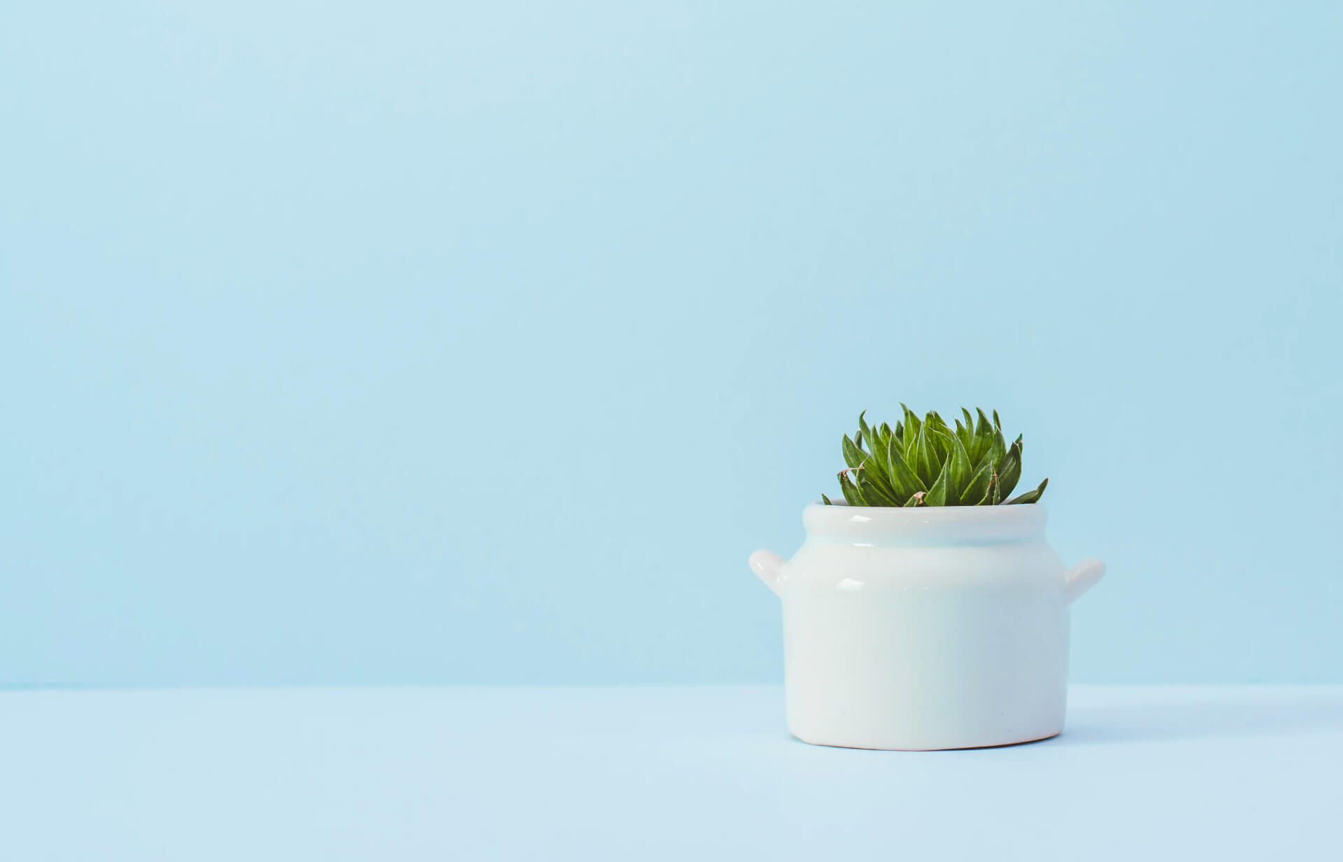 Three succulent pods